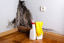 Best Asbestos and Lead Testing During Mold Inspection  in South St Paul, MN